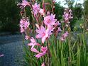 Watsonia Pink